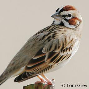 Lark Sparrow