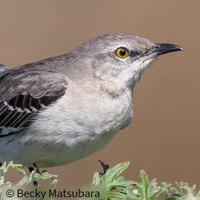 Northern Mockingbird