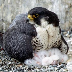 Peregrine falcon