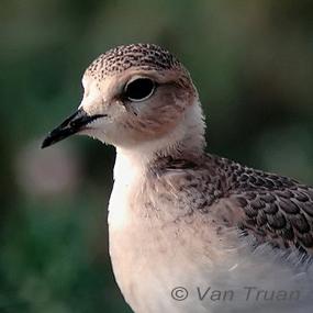 Mountain Plover