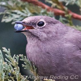 Townsend's Solitaire