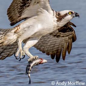 An Osprey rising from water surface while holding a fish in its talons