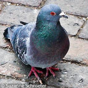 Pigeon on cobblestone street
