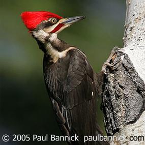 Pileated Woodpecker