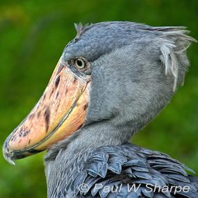 Shoebill