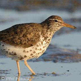 Spotted Sandpiper