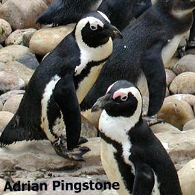 African Penguins
