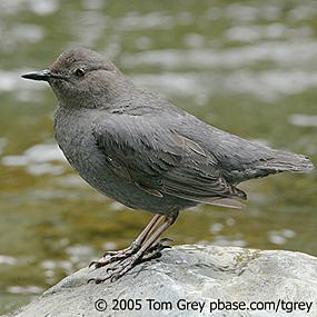 American Dipper