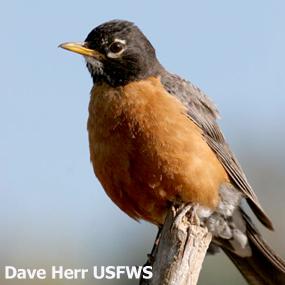 American Robin