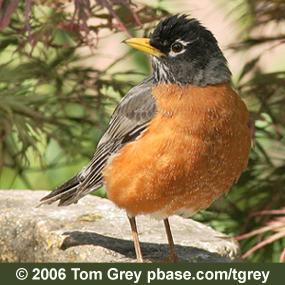 An American Robin