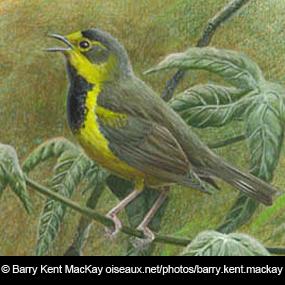 Bachman's Warbler