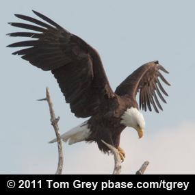 Bald Eagle