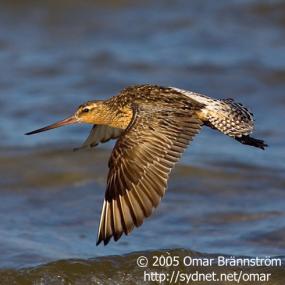 Bar-tailed Godwit in Flight