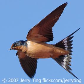 Barn Swallow in Flight