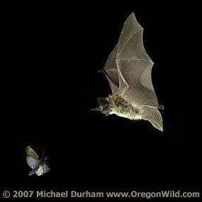 Bat about to catch a Moth