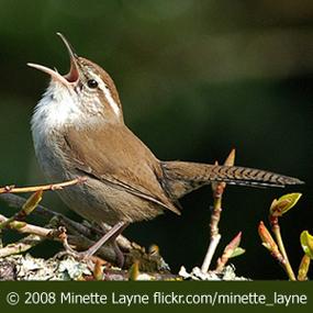 Bewick's Wren Singing