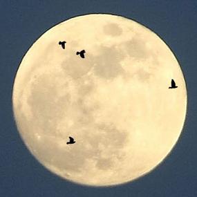 Birds on moon
