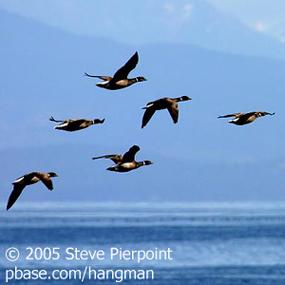 Black Brant Flying