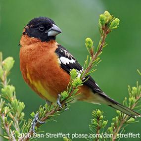 Black-headed Grosbeak