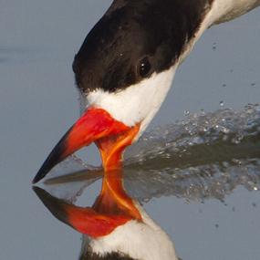 Black Skimmer
