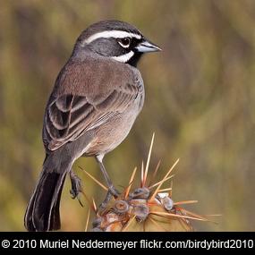 Black-throated Sparrow