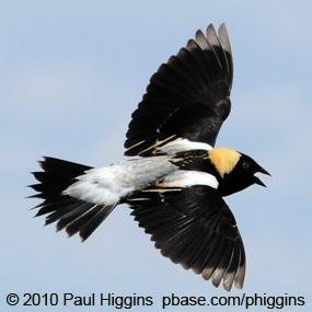 Bobolink in Flight