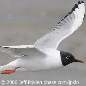 Bonaparte's Gull in Flight