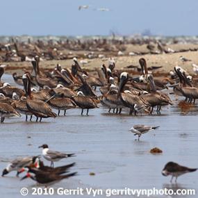 Brown Pelicans