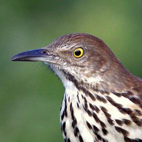 Brown Thrasher