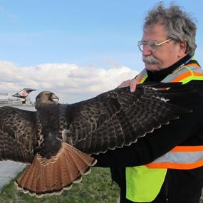 Bud Anderson helping safely remove a Red-tailed Hawk from airport area