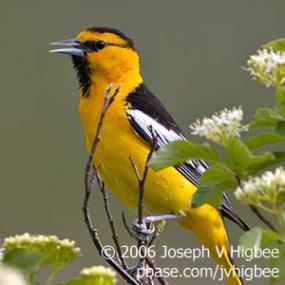 Bullocks Oriole
