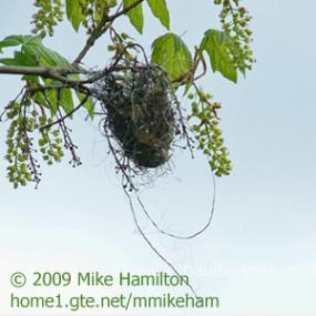 The Oriole's Nest
