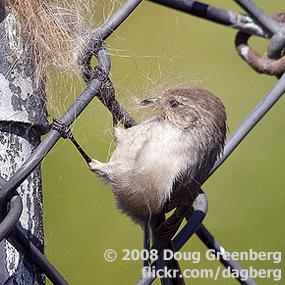 Bushtit