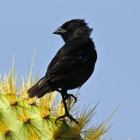 Cactus Finch perched on cactus flower