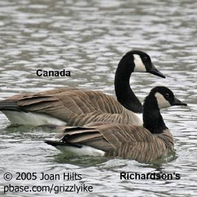 Canada Goose and Cackling Goose 