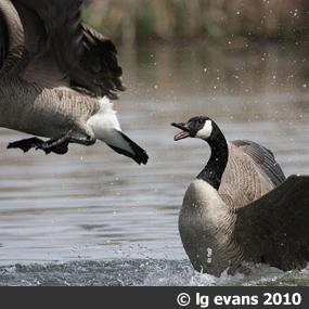 Canada Geese
