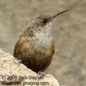 A Canyon Wren