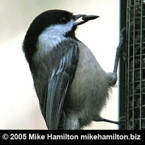 Black-capped Chickadee