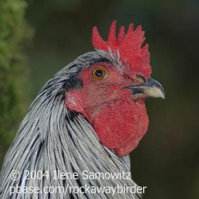White Rooster