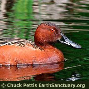 Cinnamon Teal