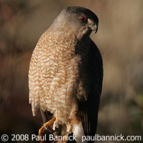 Cooper's Hawk