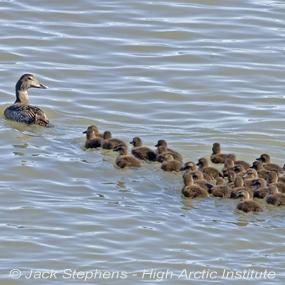 Female Common Eider with a creche of chicks