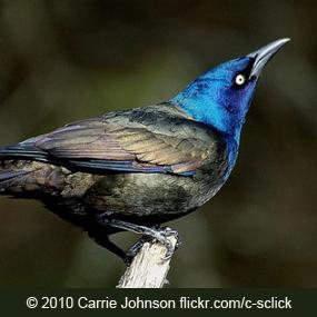 Common Grackle