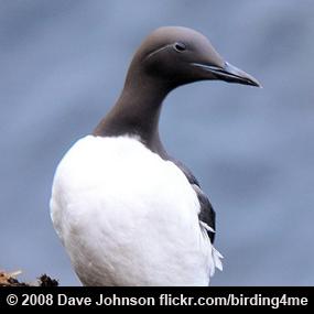 Common Murre