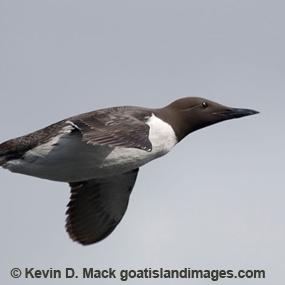 Common Murre