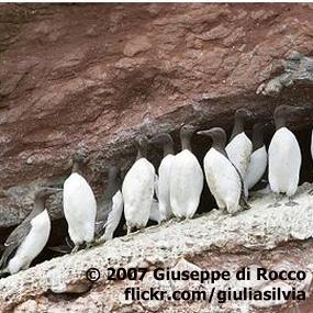 Common Murres