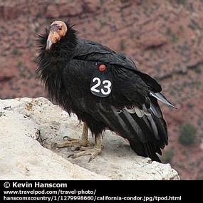 California Condor