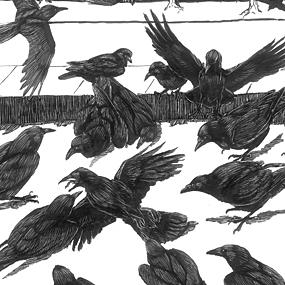 Crows at a crow funeral - illustration by Tony Angell