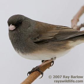 Dark-eyed Junco