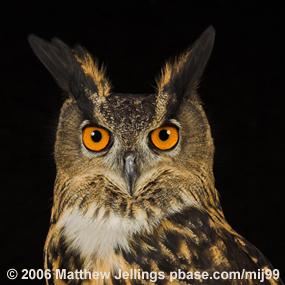 Eurasian Eagle-Owl
